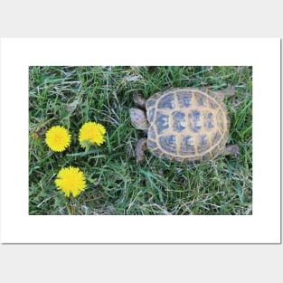 Tortoise and Dandelions Posters and Art